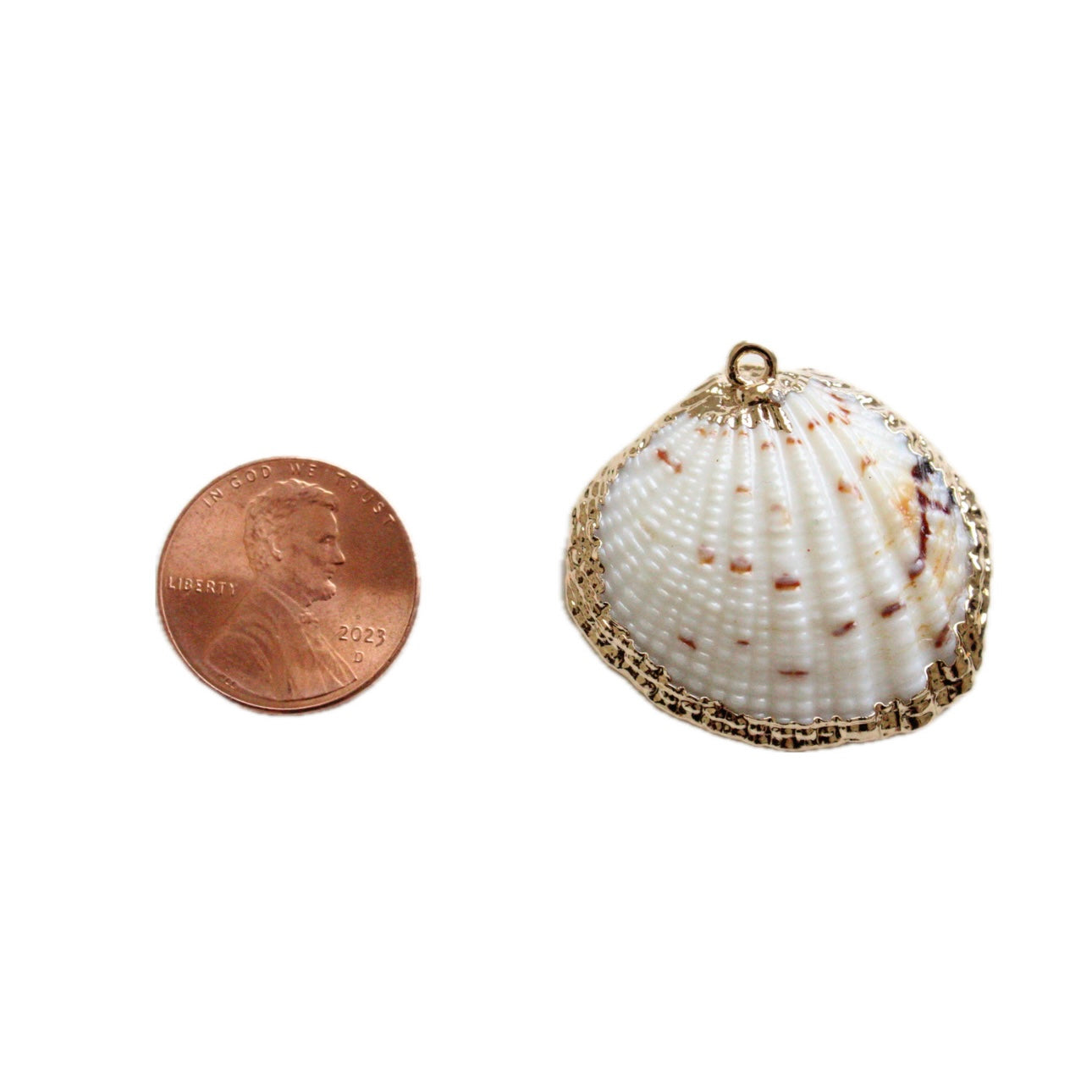 Sea Shell