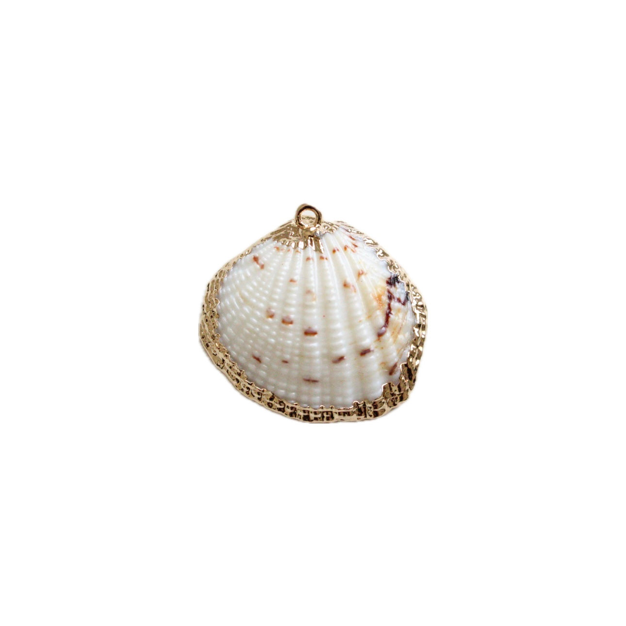 Sea Shell